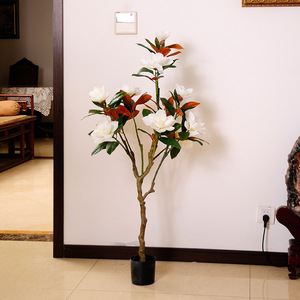 000人付款淘宝白玉兰白兰花盆栽小盆景树苗木阳台办公室庭院花卉绿植