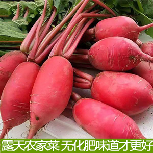 农家蔬菜红皮萝卜宜昌新鲜白肉红萝卜露天种植口感脆嫩泡菜萝卜干