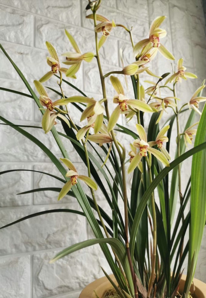 物阳台花兰邮叶兰墨栽春建盆带苗绿兰兰兰四蕙季兰花寒妮露生活家