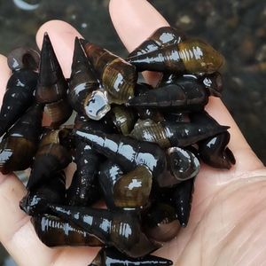 坑螺鲜活山坑螺野生