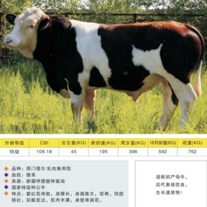 高端品质种公牛冻精/小牛爸爸/西门塔尔牛冻精/25支起发/50支包邮