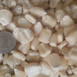 2021年新白马牙玉米种子 非转基因白玉米农家自留老品种种子