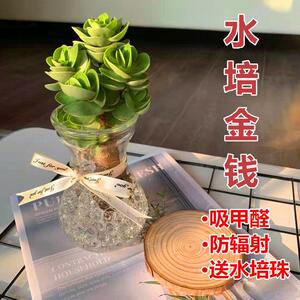 推荐水培植物