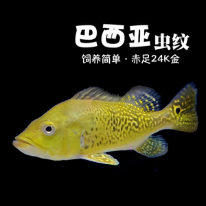 巴西亚三间鱼蓝帆眼斑金老虎皇冠三间活体鱼龙鱼配鱼