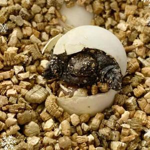 原种纯佛蛋野佛鳄龟蛋鳄龟蛋乌龟蛋受精龟蛋小鳄龟蛋可孵化