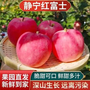 现摘甘肃静宁苹果正宗当季新鲜平凉脆苹果红富士苹果甜整箱10斤