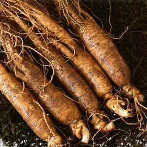 长白山鲜人参吉林圆参正宗东北生晒参原皮鲜白参煲汤泡酒