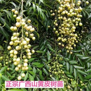 广西山黄皮树苗嫁接苗鸡皮果苗岭南佳果厨房大料叶子做调味料免邮