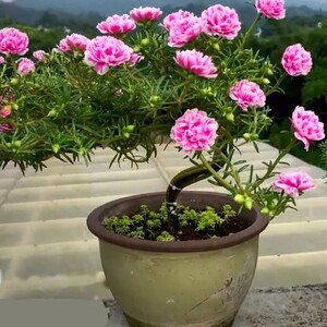 90tb6356533962淘宝太阳花四季开花重瓣太阳花盆栽花苗枝条混色大花