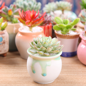 多肉植物组合花卉小盆栽幼儿园肉肉盆景室内绿植含盆大颗好养包邮