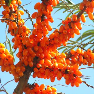 沙棘果树苗山野果大果苗南北方庭院阳台盆栽耐寒耐旱易活沙棘种苗