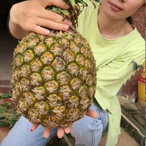 凤梨苗台湾金钻凤梨16号17号23号西瓜凤梨香水菠萝盆栽当年结果