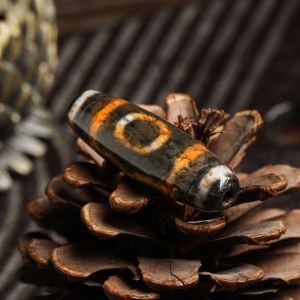 【曲吉藏传】西藏天珠九眼天珠大昭寺项链吊坠真品三眼天珠