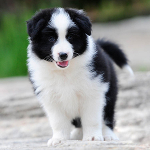 幼犬大骨架短毛中型犬奶白拉布拉多犬宠物狗神犬小七58人付款800