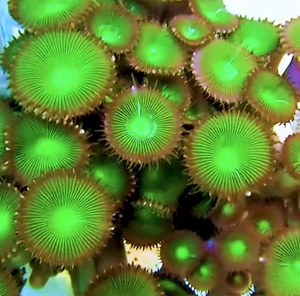 绿水螅 绿色大眼纽扣珊瑚海水软体可繁殖软体lps荧光印尼活体生物