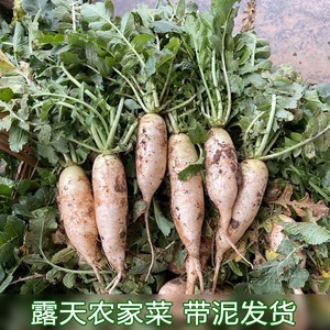 新鲜白萝卜嫩萝卜白皮萝卜露天种植当季现挖腌制泡菜农家自种蔬菜