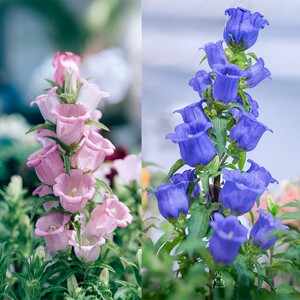 风铃花鲜花重瓣丹麦蓝紫风铃梦露盆栽花苗室内好养活四季开花花卉