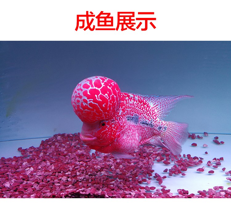 小罗汉鱼苗鸿运