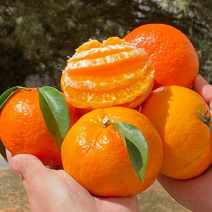 广西灵山沃柑新鲜贡柑橘子现摘产地直发整箱