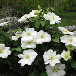 铁线莲格恩西岛