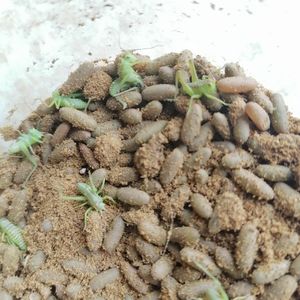 心想achieve淘宝蟋蟀卵 蛐蛐卵蝈蝈卵油葫芦 白蟋蟀 活体饲料 爬宠