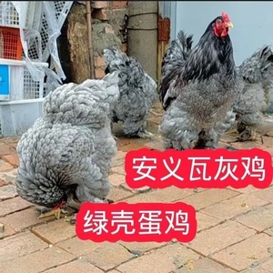 安义瓦灰鸡种蛋受精蛋可孵化小鸡散养土鸡观赏可孵化高产绿壳蛋鸡