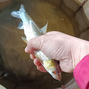 赤眼鳟鱼苗红眼参鱼生长快适应性强活体饲料鱼淡水养殖野草鱼包活