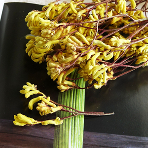 喜植物袋鼠爪干花diy材料包配材相框团扇居家装饰干树枝拍摄道具