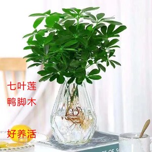 七叶莲水培土培盆栽植物鸭脚木室内绿植四季好养办公室卧室绿植物