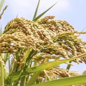 高产旱稻种子郑旱10-6号优质稻种香米种珍珠米种籽水稻种子可留种