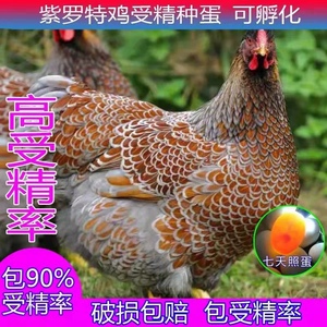 怀恩多特鸡蛋观赏鸡 大体型紫色怀特 黑白花怀特种蛋受精蛋可孵化