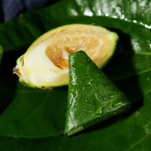 生槟榔新鲜体验装