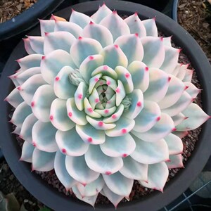 抖音同款蓝粉台阁多肉园艺店,一物一拍链接,自家70%颗粒控养