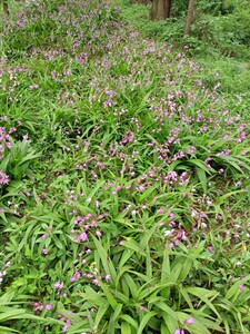 801人付款淘宝野生白芨贵州 新鲜草药材白及野山小白鸡药用百级包邮