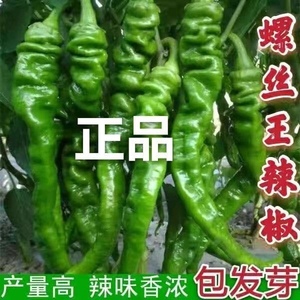 螺丝椒种子蔬菜种子辣椒种子杂交高产香辣特大螺丝椒种子