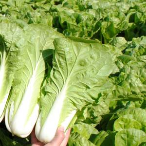 190人付款淘宝青抱硕涮大白菜帮种籽子皱叶锅锅白球早白火高菜熟种菜