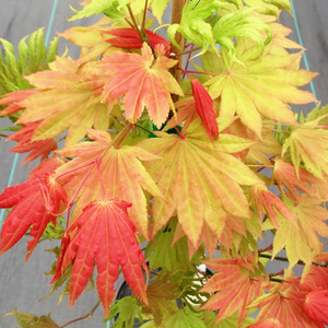 月升秋月日本红枫团扇叶满月庭院阳台室内枫树盆栽盆景素材葡萄叶