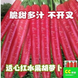 玫瑰红水果胡萝卜种子透心红胡萝卜种籽易种高产耐热耐寒萝卜种子