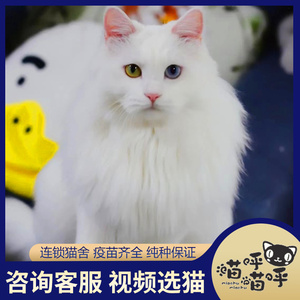 山东狮子猫临清狮子猫蓝眼异瞳鸳鸯眼纯白长毛仙女猫家养宠物活体