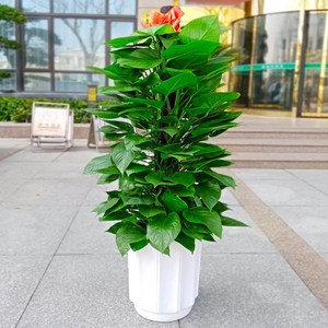 客厅绿萝柱大叶绿箩吸甲醛绿植室内盆景大型花卉四季盆栽