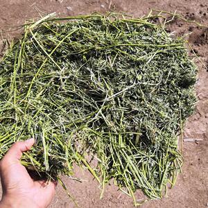苜蓿草捆烘干紫花羊蓿草干草牛畜家马苜驼植物性饲料一捆40斤左.