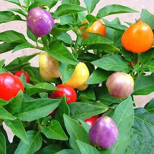 七彩椒种子超辣五彩泡椒种籽辣椒盆栽观赏蔬菜四季播高产朝天椒苗