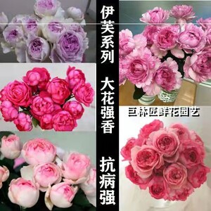 婚礼盒月季伊芙系列月季花苗特大花浓香植物香水玫瑰花易活四季阳