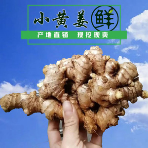 正宗广东新鲜小黄姜黄肉辣姜生姜月子姜土姜老姜姜撞奶姜酒鸡汤