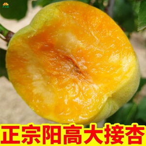 锐杰诚信企业店淘宝山西阳高大接杏新鲜水果杏子大黄杏阳高大京杏5