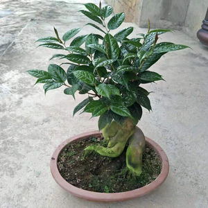 黄樽金花茶原生嫁接树苗精品盆栽名贵珍稀山茶花品v种庭院阳台花