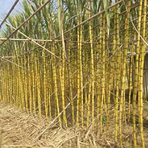 广东春耕黄皮甘蔗苗种子南方北方耐寒甘蔗苗高产量种苗四季可种