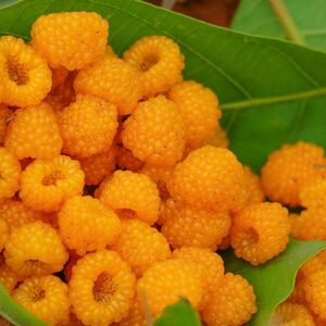 无刺黄泡杯苗黄泡树苗树莓苗盆栽野生黑树莓浆果粉枝梅