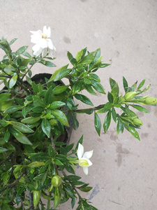 罗汉栀子花 小叶栀子花盆栽 清香耐寒易养活四季绿植花期带花苞