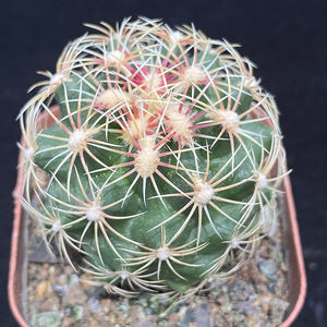 仙人球五彩大统领实生红刺金刺强刺直播间桌面开花小盆栽精品多肉